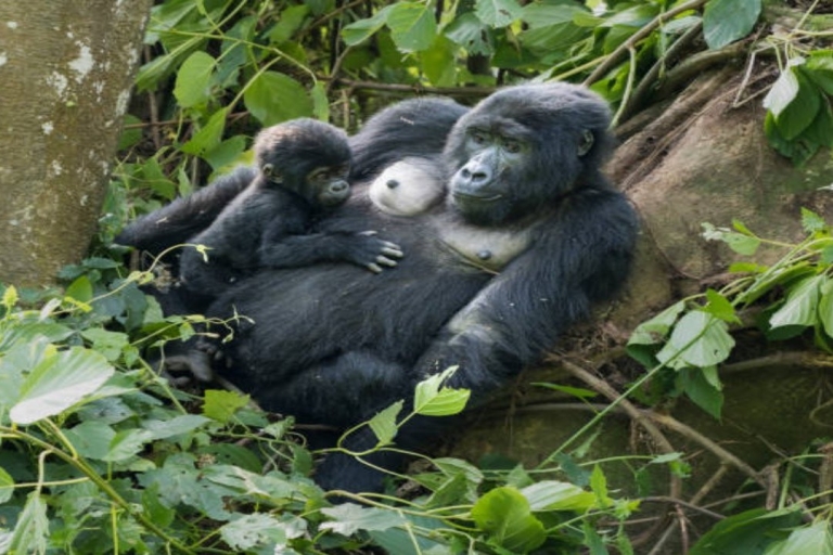 Kampala: Treffen mit Gorillas und Wildlife-Erlebnis