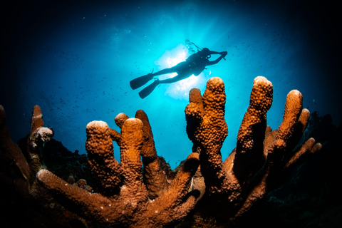 El Nido: Deep Blue Dive Seafari Experience