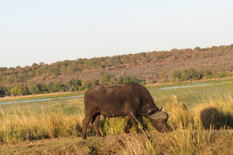 Victoria Falls: 2-Day Safari & Stargazing Experience