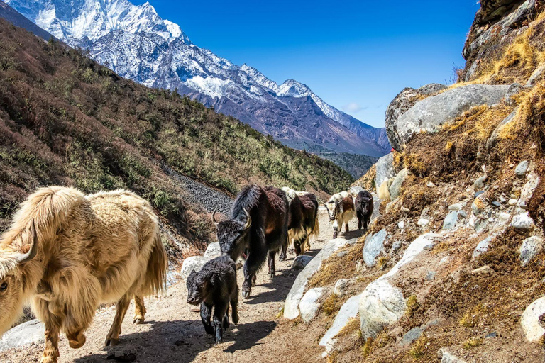 Trek du camp de base de l'Everest