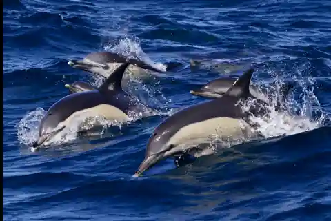 From Malaga: Guided tour in Tarifa with whale-watching and dolphin watching