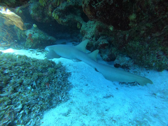 Cozumel: Diving Marine Park 2 Dive Sites