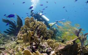 Isla Mujeres: 2-Tank Dive for Certified Divers