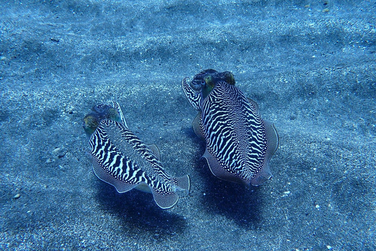 Depuis Abades : demi-journée de plongée sous-marineInitiation à la plongée sous-marine