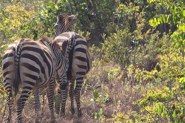 Diani: Guided day trip to Shimba Hills Reserve with lunch