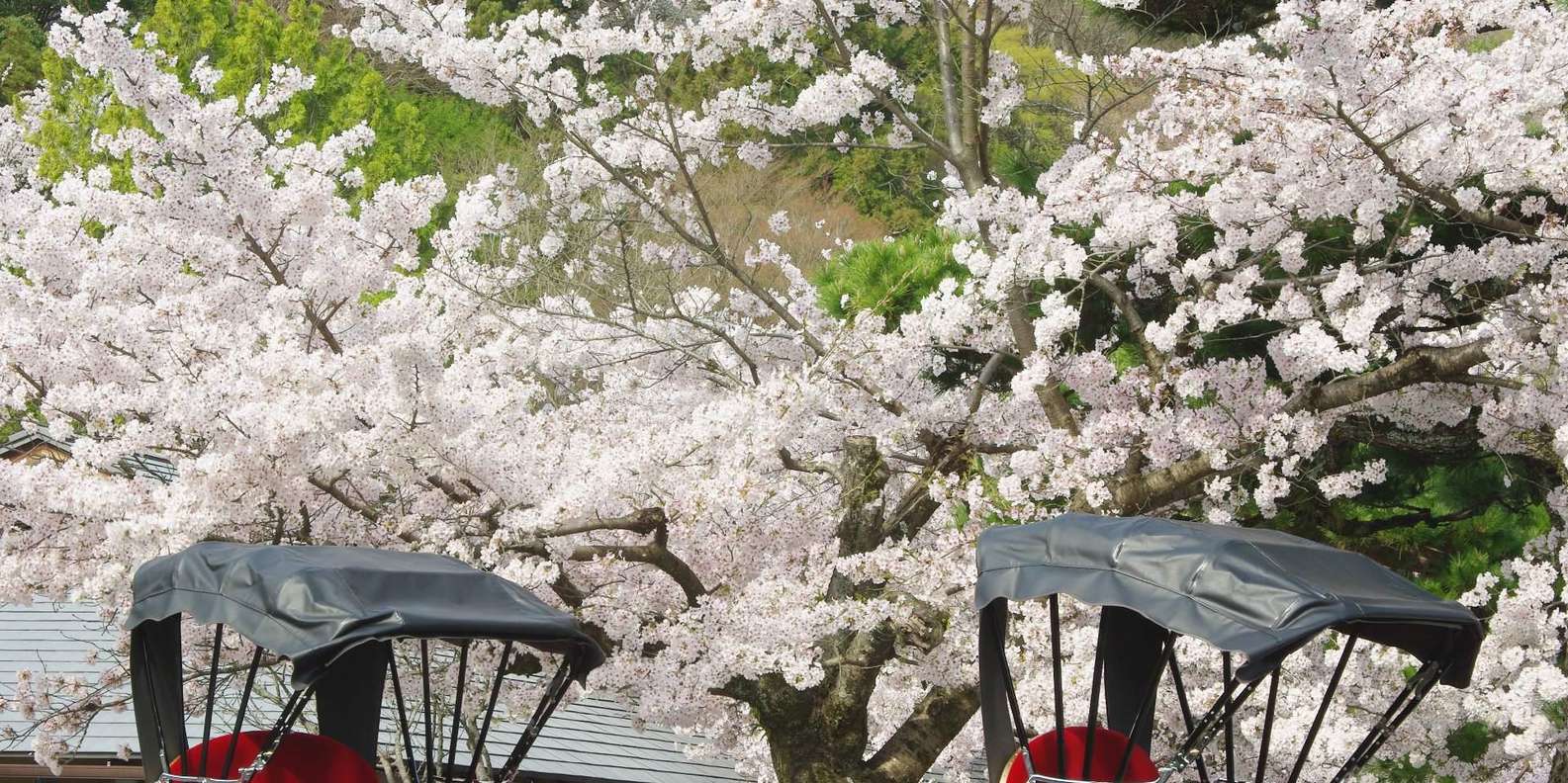 Kyoto experience — temples, geisha, bamboo grove — image 16