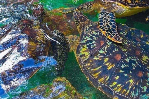 Schwimmen mit Schildkröten im Naturaquarium