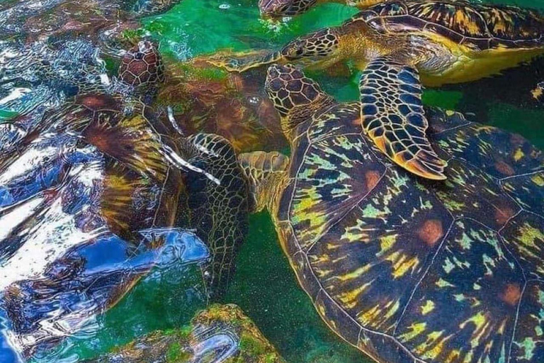 Swimming with Turtles at the Natural Aquarium