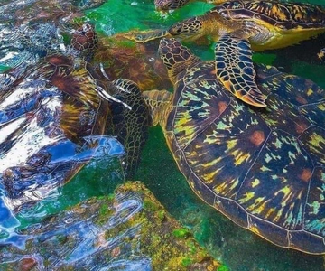 Zanzibar: Swim with Sea Turtles at Baraka or Salaam Aquarium