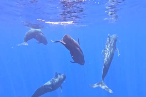 Mirissa: Whale Watching & Snorkeling Adventure with Guide