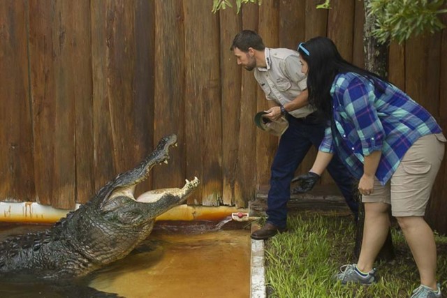 Visit Orlando Gatorland Interactive Tour with Animal Trainer in Walt Disney World Orlando