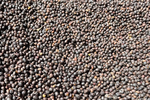 Boquete: Geisha Coffee Plantation Tour with Tasting