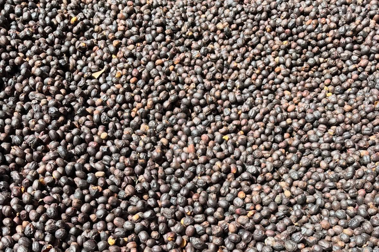 Boquete: Geisha Coffee Plantation Tour with Tasting