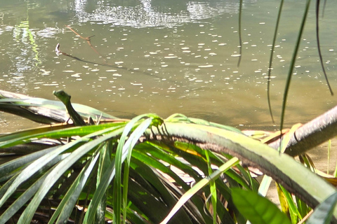 Cahuita: Hiking and wildlife watching tour