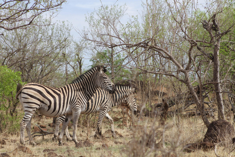 Victoria Falls: Safari game drive tour 3 hours
