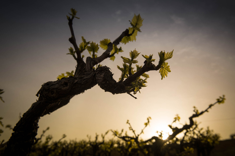 Creta: Azeitona, vinho e raki em uma viagem culinária saborosa