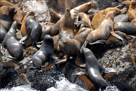 Lima: Palomino Islands Private Tour & Sea Lions + Pick-Up