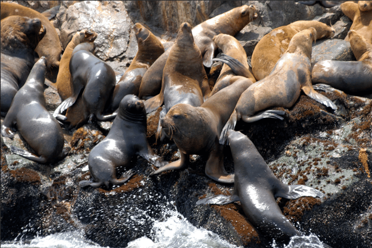 Lima: Palomino Islands Private Tour & Sea Lions + Pick-Up