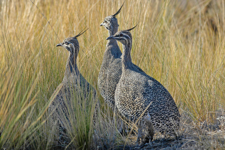 From Puerto Madryn: Full-Day Valdes Peninsula Tour