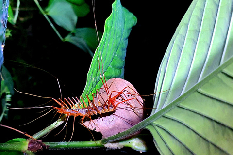 Khao Sok: Half-Day & Night Wildlife Trek and Jungle Dinner Option 6: Half-Day & Night Trek with Dinner From Khao Lak
