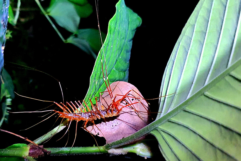 Khao Sok: Half-Day & Night Wildlife Trek and Jungle Dinner Option 6: Half-Day & Night Trek with Dinner From Khao Lak