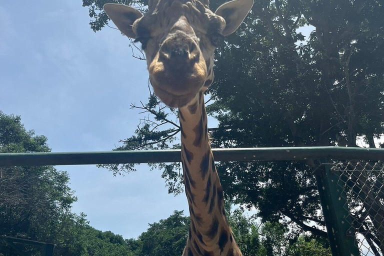 From Kampala: Entebbe Zoo, Reptile Village, & Gardens Tour