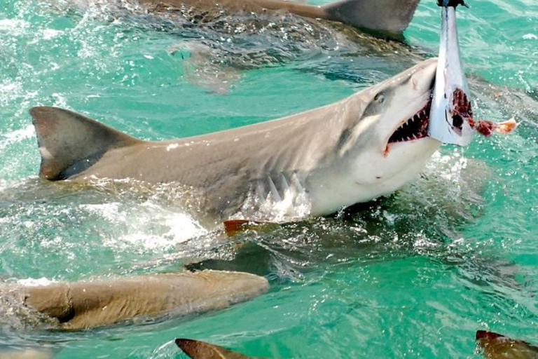 Key West: Catamaran tour om haaien en wilde dieren te bekijken