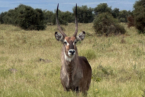 Nairobi: 4 Days epic trip to Amboseli, Tsavo West & East