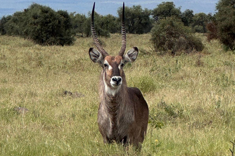 Nairobi: 4 Days epic trip to Amboseli, Tsavo West & East