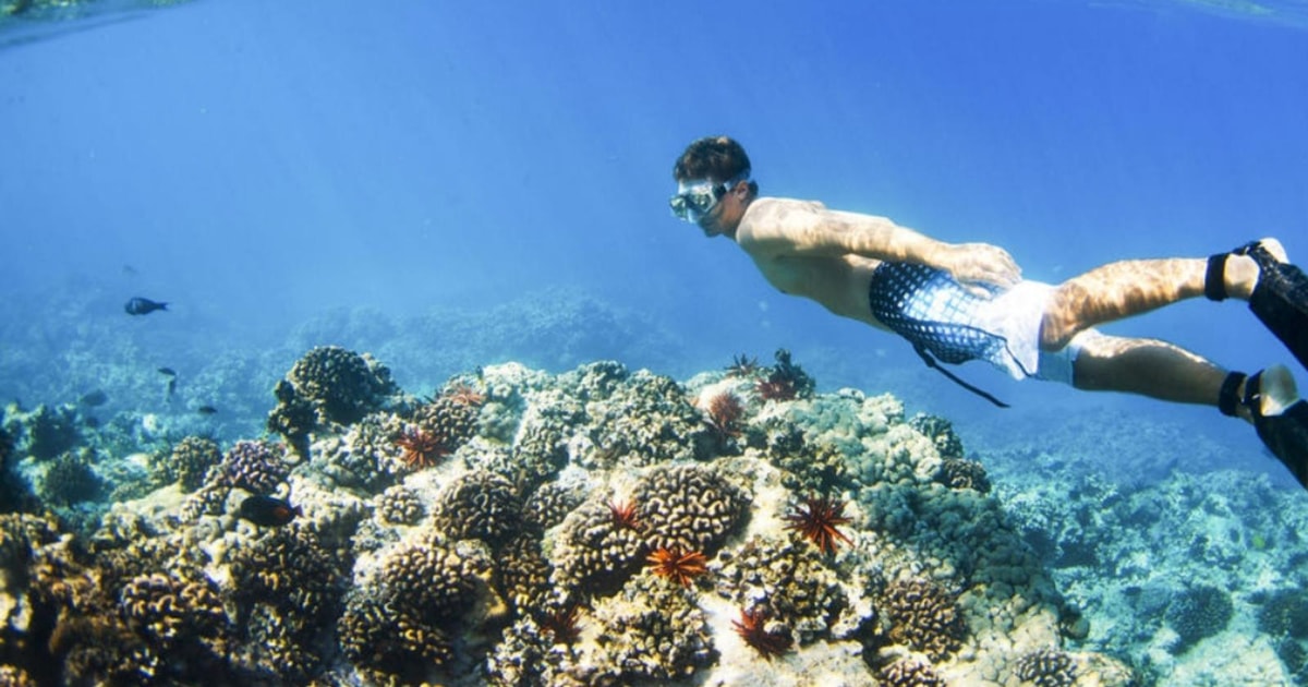 Bali Blue Lagoon Snorkeling: Inclusive Of Lunch & Transport | GetYourGuide