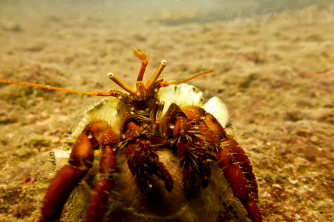 SSI Fun Dive auf Grande Island