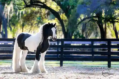 Ocala: Gypsy Gold Horse Farm Guided Walking Tour