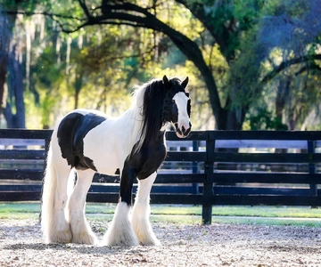 Ocala: Gypsy Gold Horse Farm Guided Walking Tour