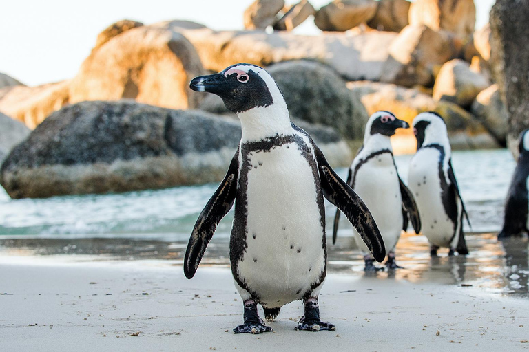 Private Tour: Table Mountain, Penguins Colony & Cape Of Good
