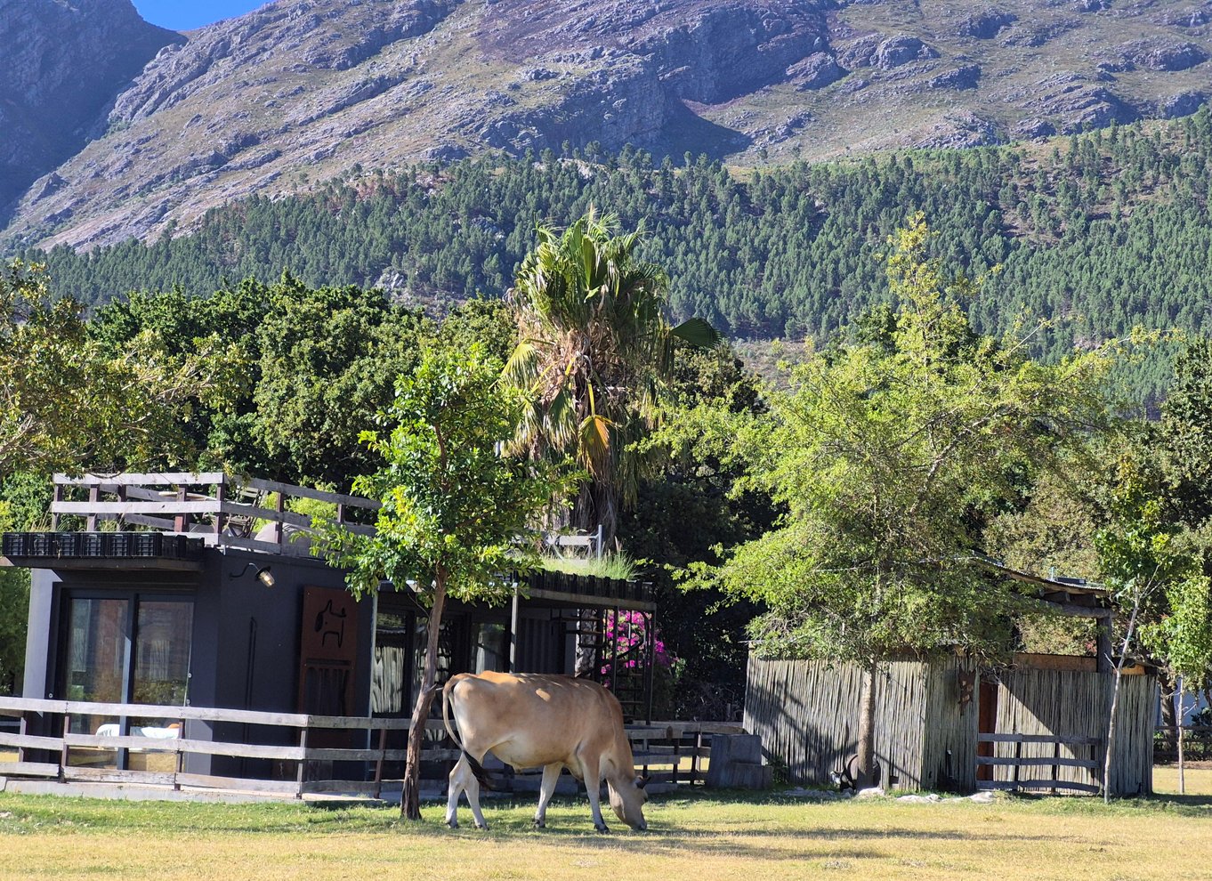 Vineyard Tour: Vin- og ostesmagning og vandretur i Franschhoek