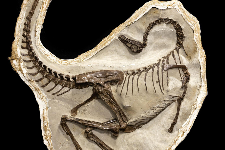 Banff : Visite privée des Badlands avec le musée Royal Tyrrell