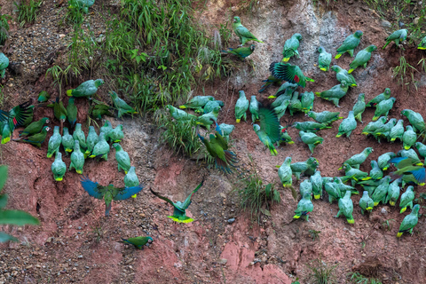 Tambopata Tour 2 days/1 night Sandoval Lake: nature and boat rides