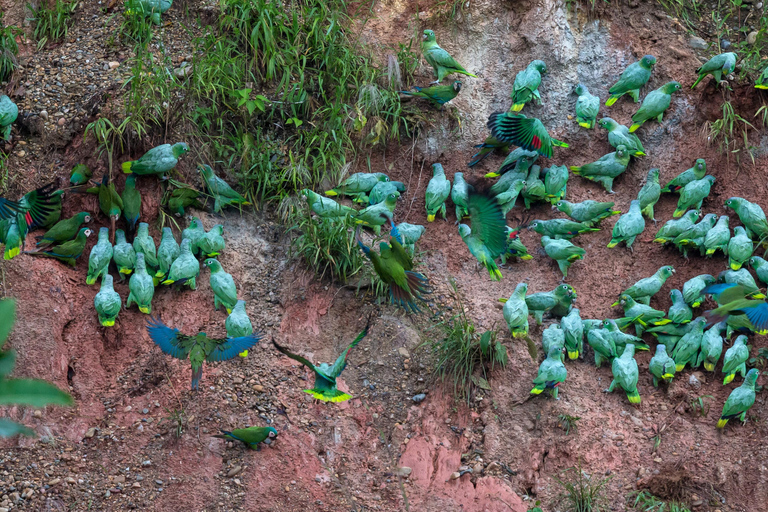 Tambopata Tour 2 days/1 night Sandoval Lake: nature and boat rides