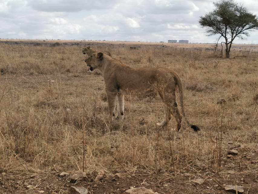 6 Dages Amboseli Lake Naivasha Og Masai Mara Safari Oplevelse