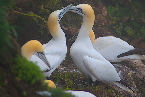 Inverness: Whisky, Wildlife, and Beaches Day Tour