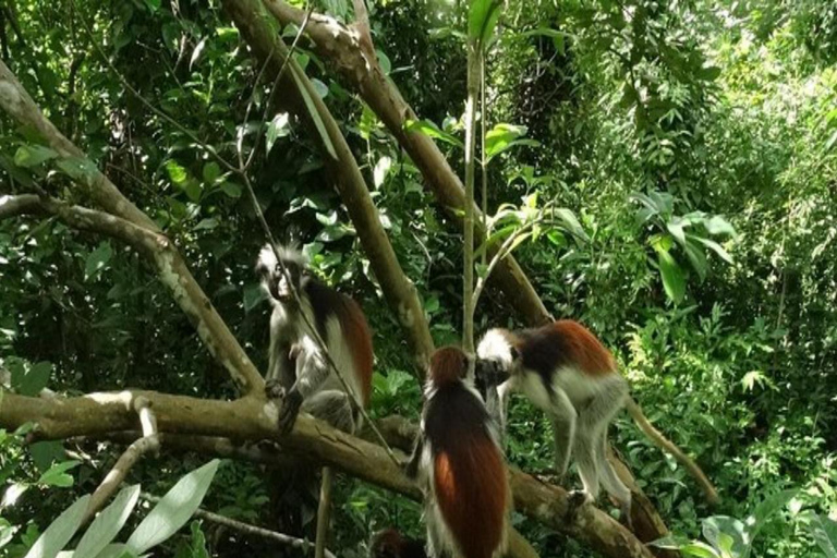 ZANZIBAR: Stone Town and Jozani Forest tour Tour without Hotel pickup and drop off