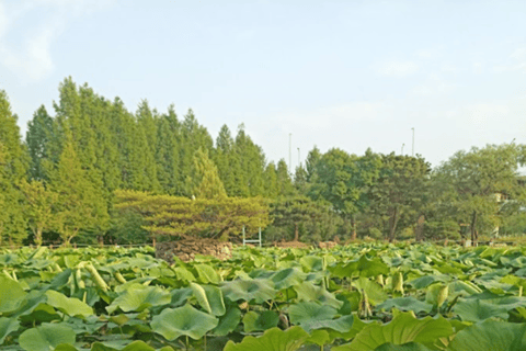 Dagsutflykt i Yangpyeong:Natur, konst och café i Yangpyeong