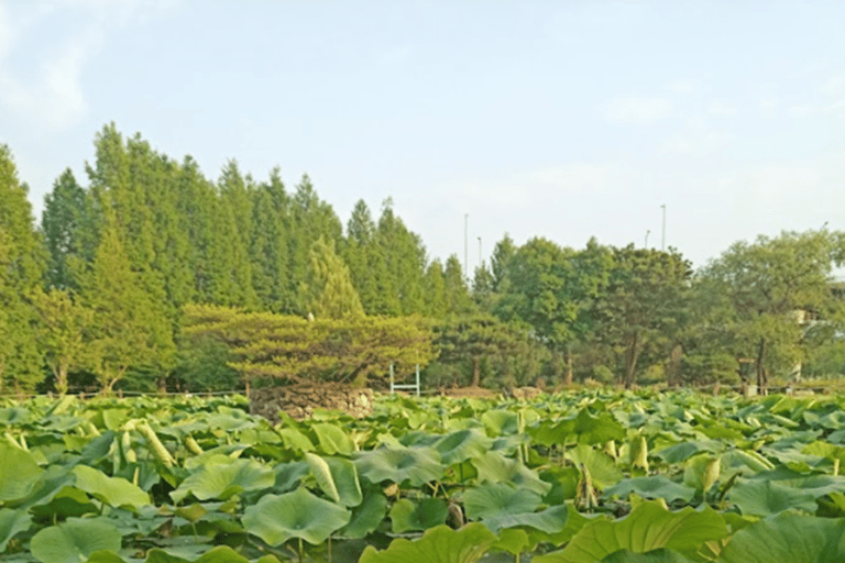 Dagsutflykt i Yangpyeong:Natur, konst och café i Yangpyeong