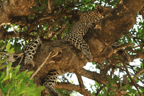 2-Day Luxury Kruger Safari from Johannesburg