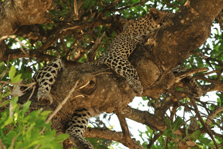 2-Day Luxury Kruger Safari from Johannesburg