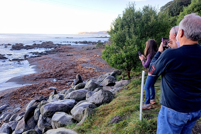 Kaikōura: Small Group Tour- optional Whale, Dolphin, Zipline Kaikōura Day Tour + Swim with Dolphins