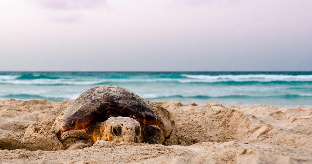 Maria Turtle Santa Maria: Sea Turtle Watching Experience on Sal Island | GetYourGuide