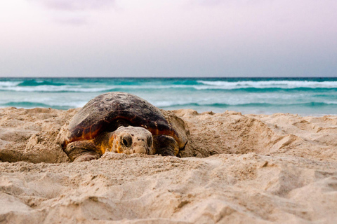 Santa Maria: Sea Turtle Watching Experience on Sal Island