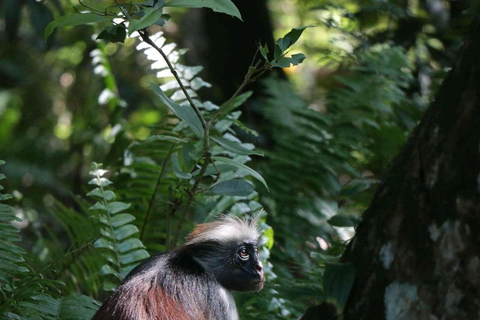 桑给巴尔：乔赞尼森林、库扎洞穴与蓝礁湖+海星探秘桑给巴尔：乔赞尼森林、库扎洞穴与蓝礁湖+海星