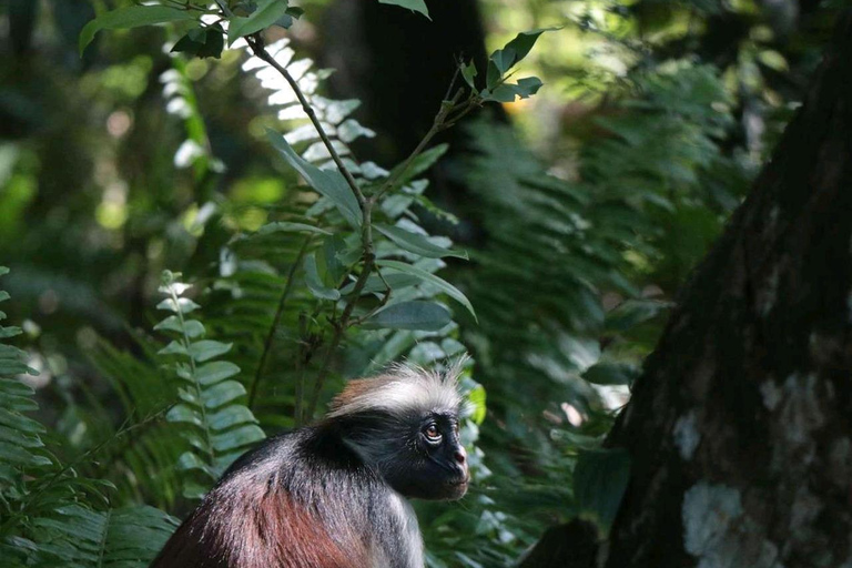 桑给巴尔：乔赞尼森林、库扎洞穴与蓝礁湖+海星探秘桑给巴尔：乔赞尼森林、库扎洞穴与蓝礁湖+海星